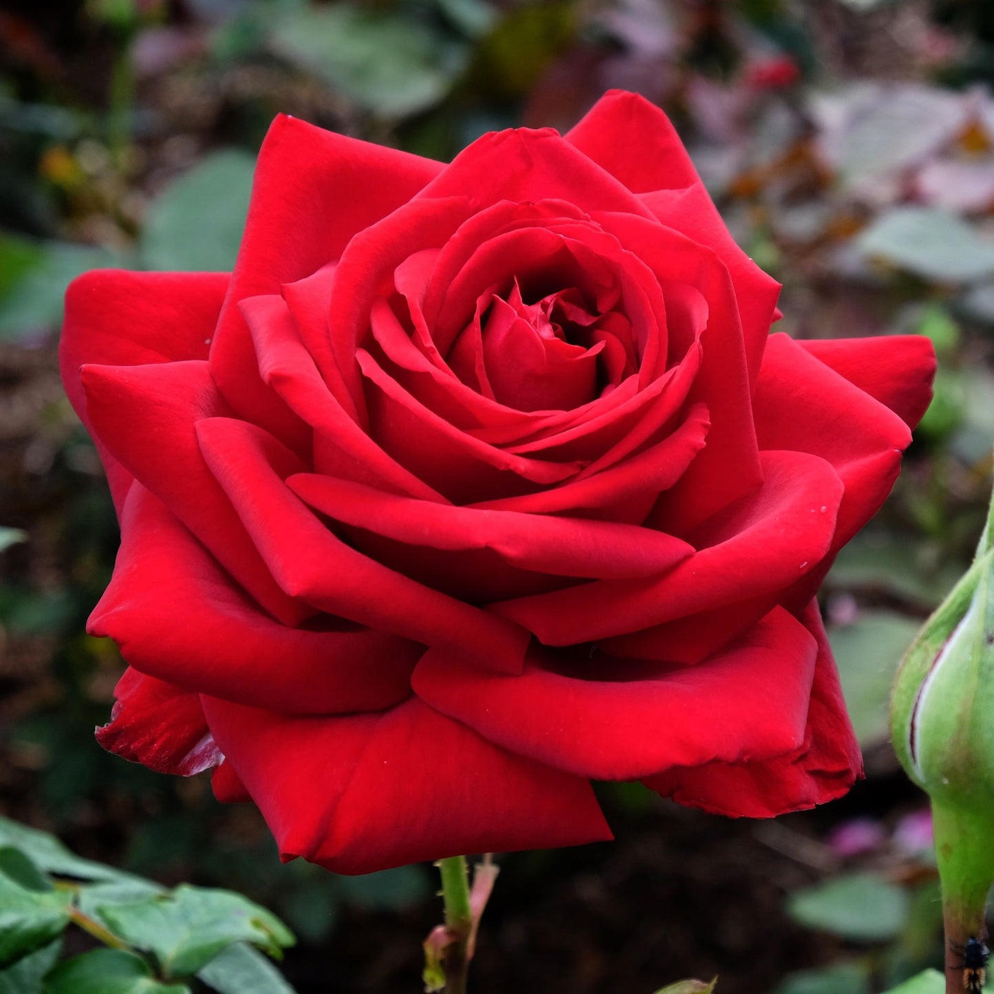 Rose Loving Memory | Hybrid Tea | 4L Potted Rose (PRE ORDER DECEMBER '25)