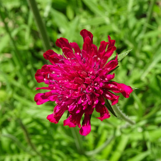 Knautia macedonica 'Red Knight' 9cm