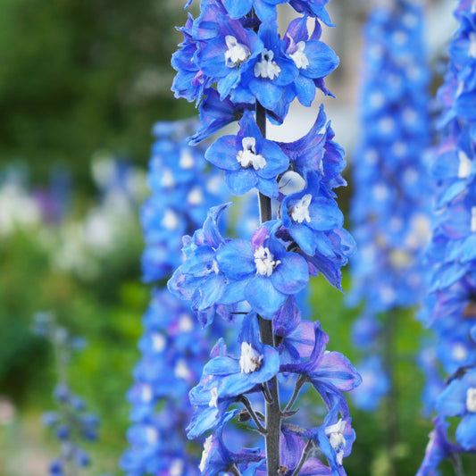 Delphinium 'Blue Bird' 9cm