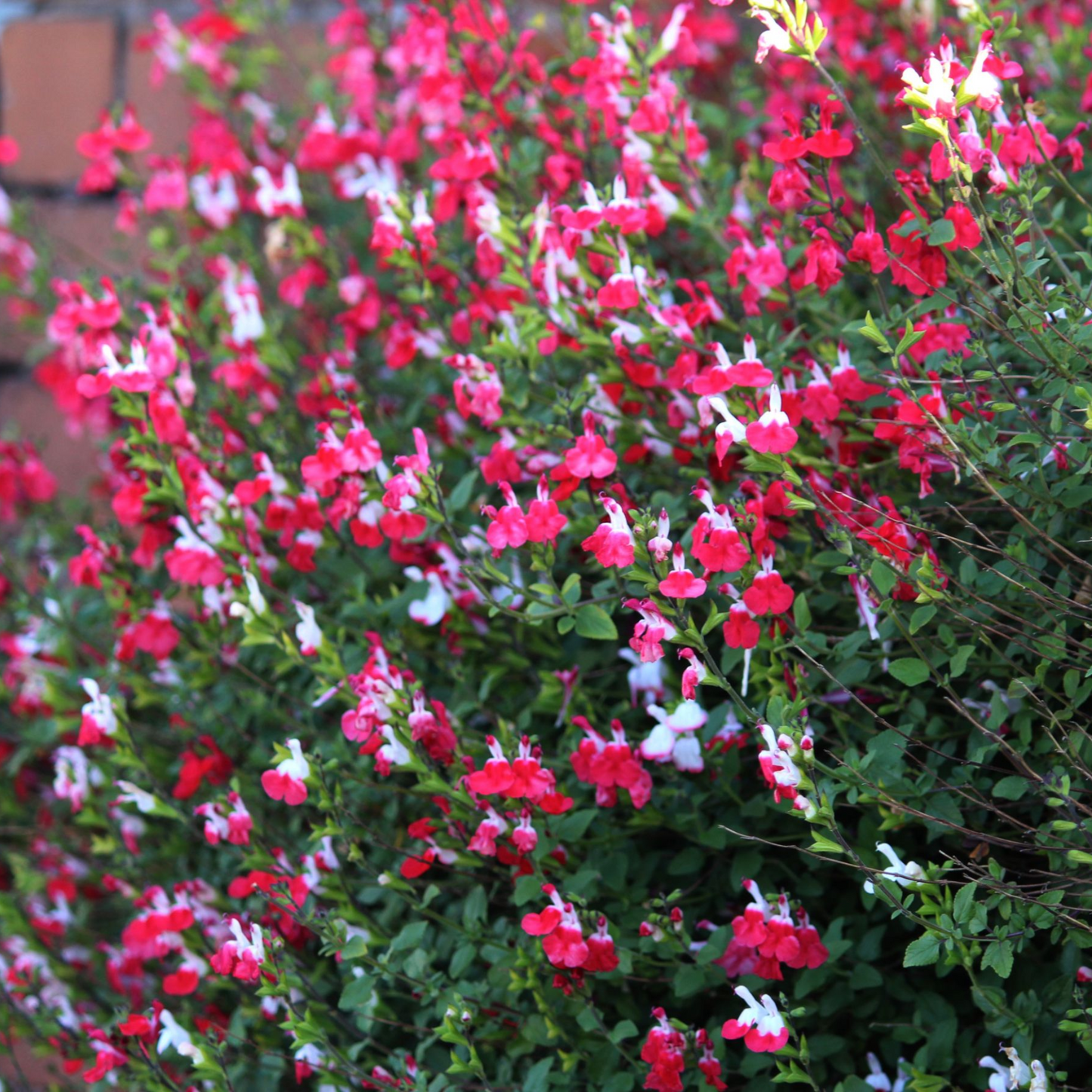 Salvia x jamensis 'Hot Lips' (Young Perennial)