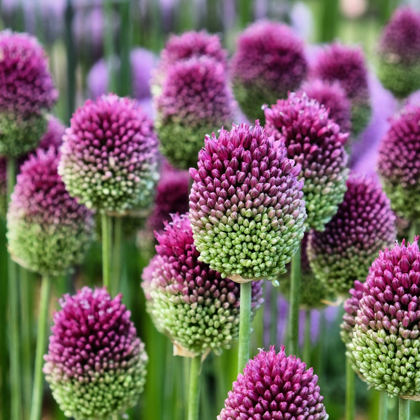 Allium sphaerocephalon