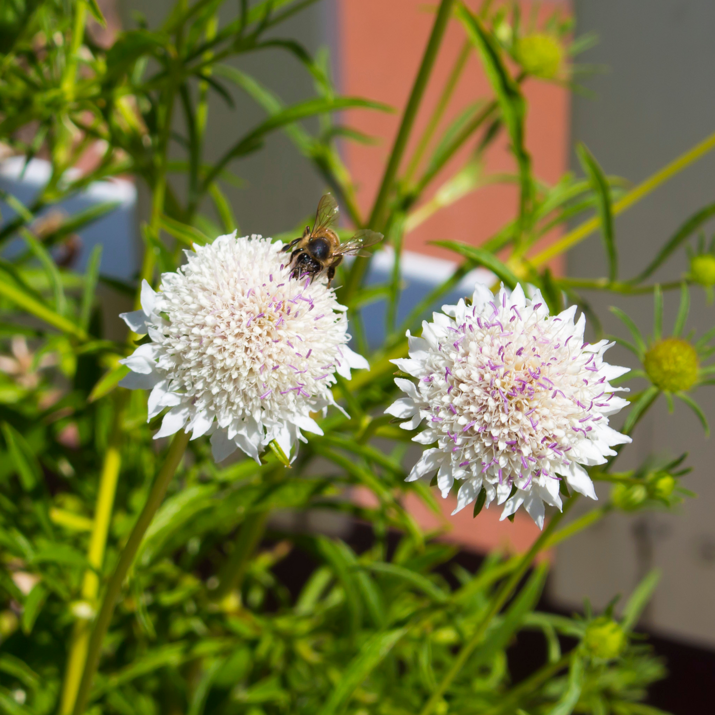 Scabious 'Kudo White' 9cm/2L