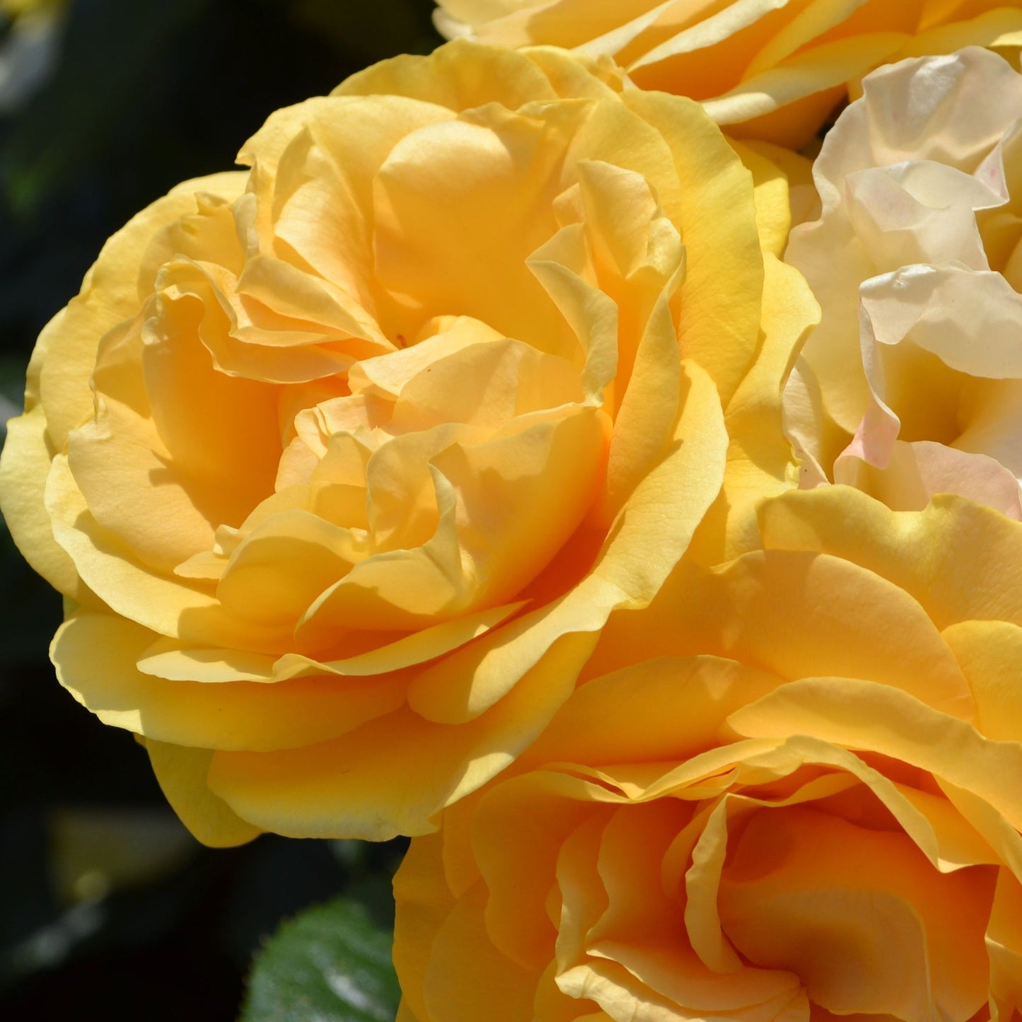 Absolutely Fabulous | Floribunda | 4L Potted Rose (PRE ORDER DECEMBER '25)