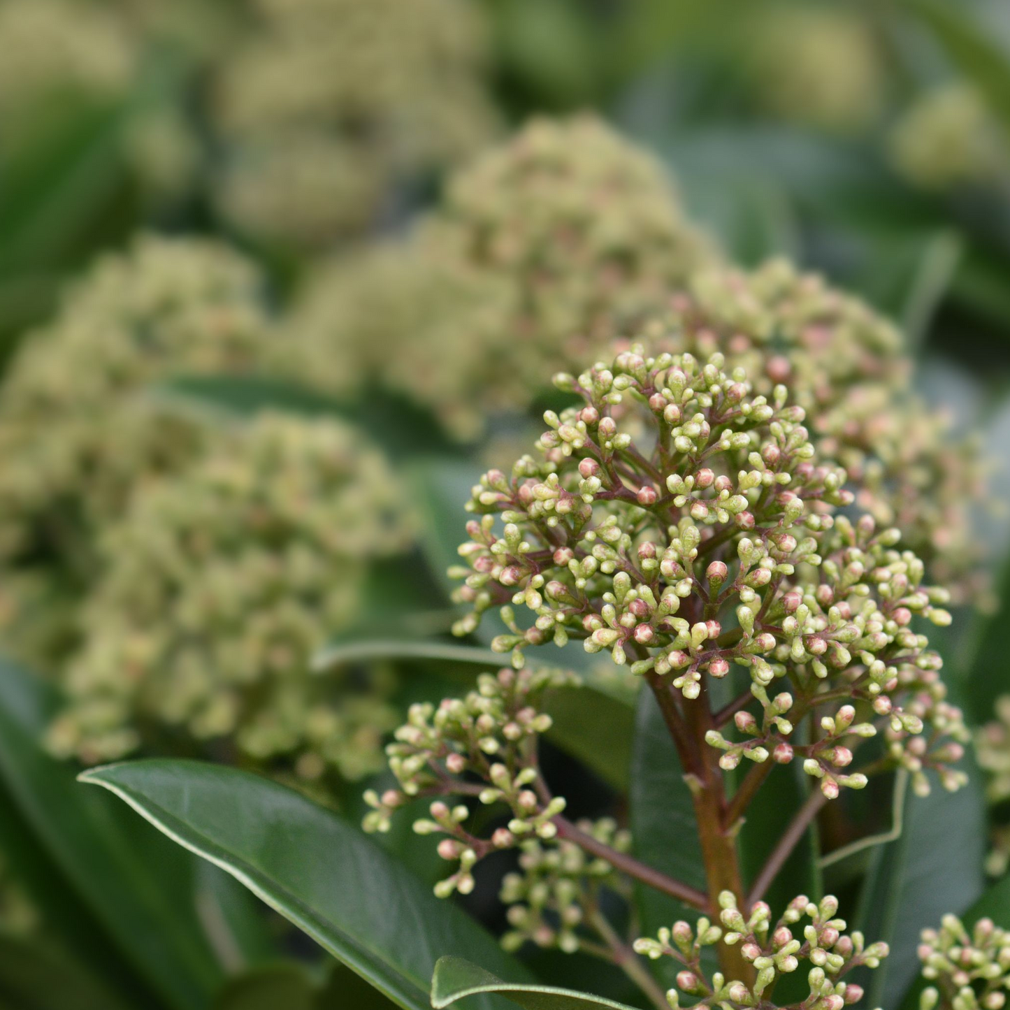Skimmia japonica 'Fragrant Cloud' 9cm/2L/5L