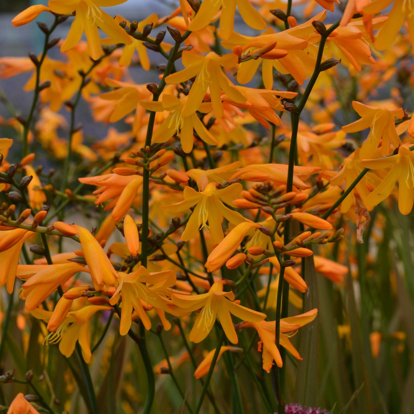 Crocosmia Ã— crocosmiiflora 'George Davidson' 9cm