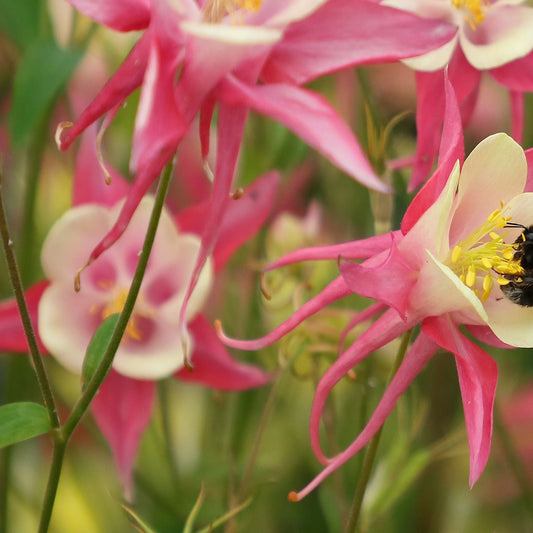 Aquilegia 'Rose and Ivory '