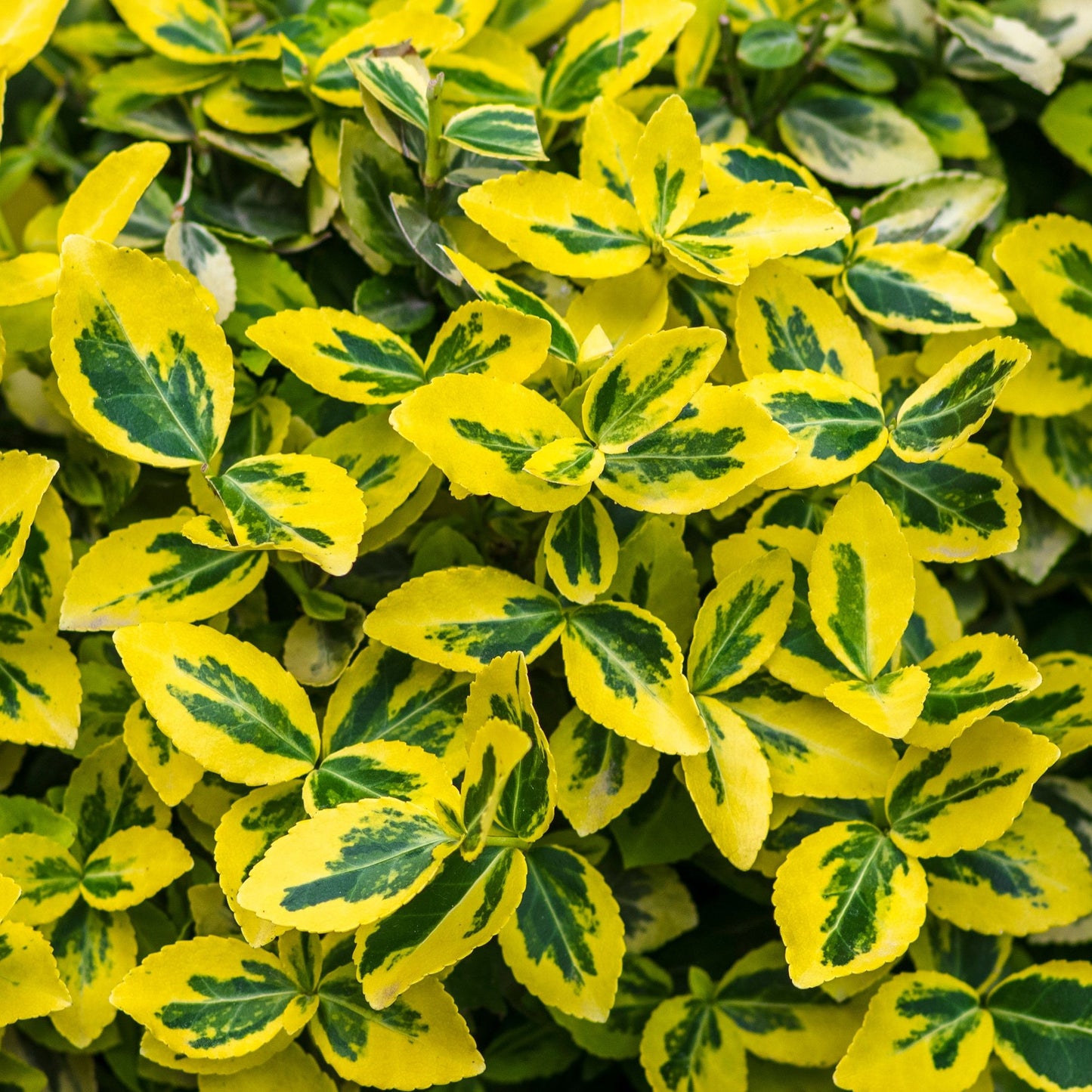 Euonymus fortunei 'Emerald n Gold'  1L / 5L