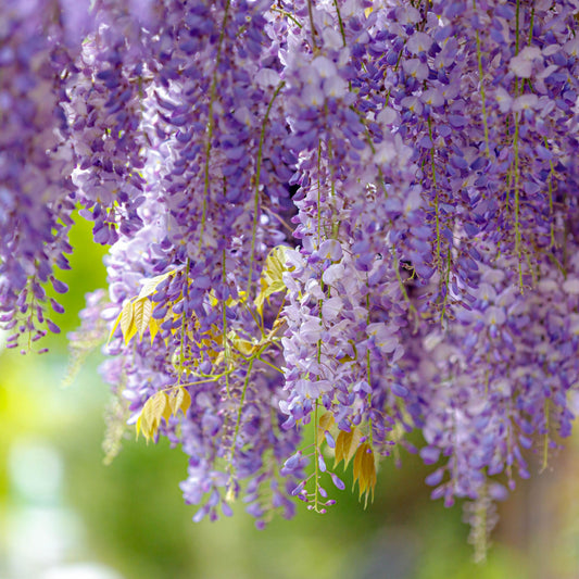 Wisteria sinensis Prolific 2L 100-120cm