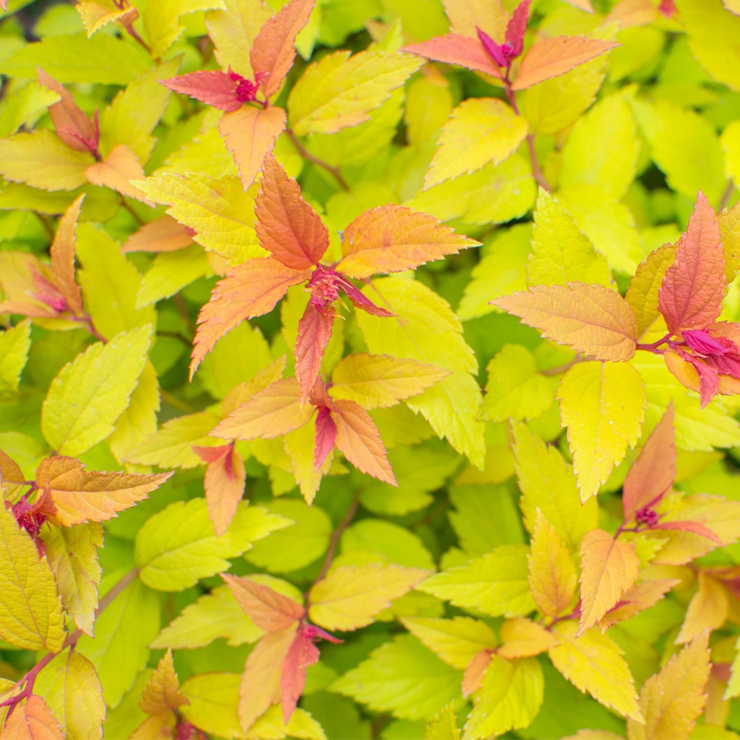 Spiraea japonica 'Firelight' 9cm / 1L / 2L