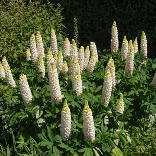 Lupin 'Noble Maiden' 9cm