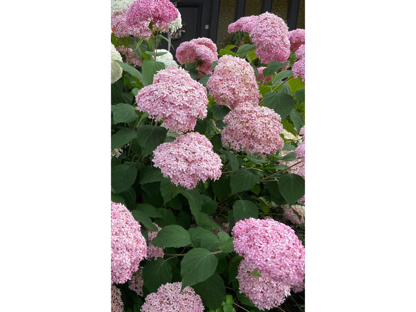 Hydrangea arborescens 'Strong Annabelle Pink' 3L