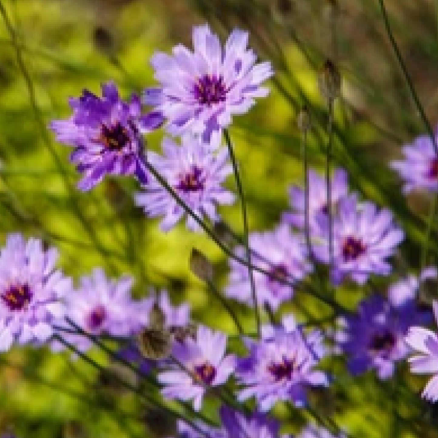 Catananche caerulea 9cm/2L