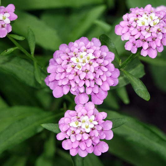 Iberis sempervirens 'Pink Ice' (Young Perennial)