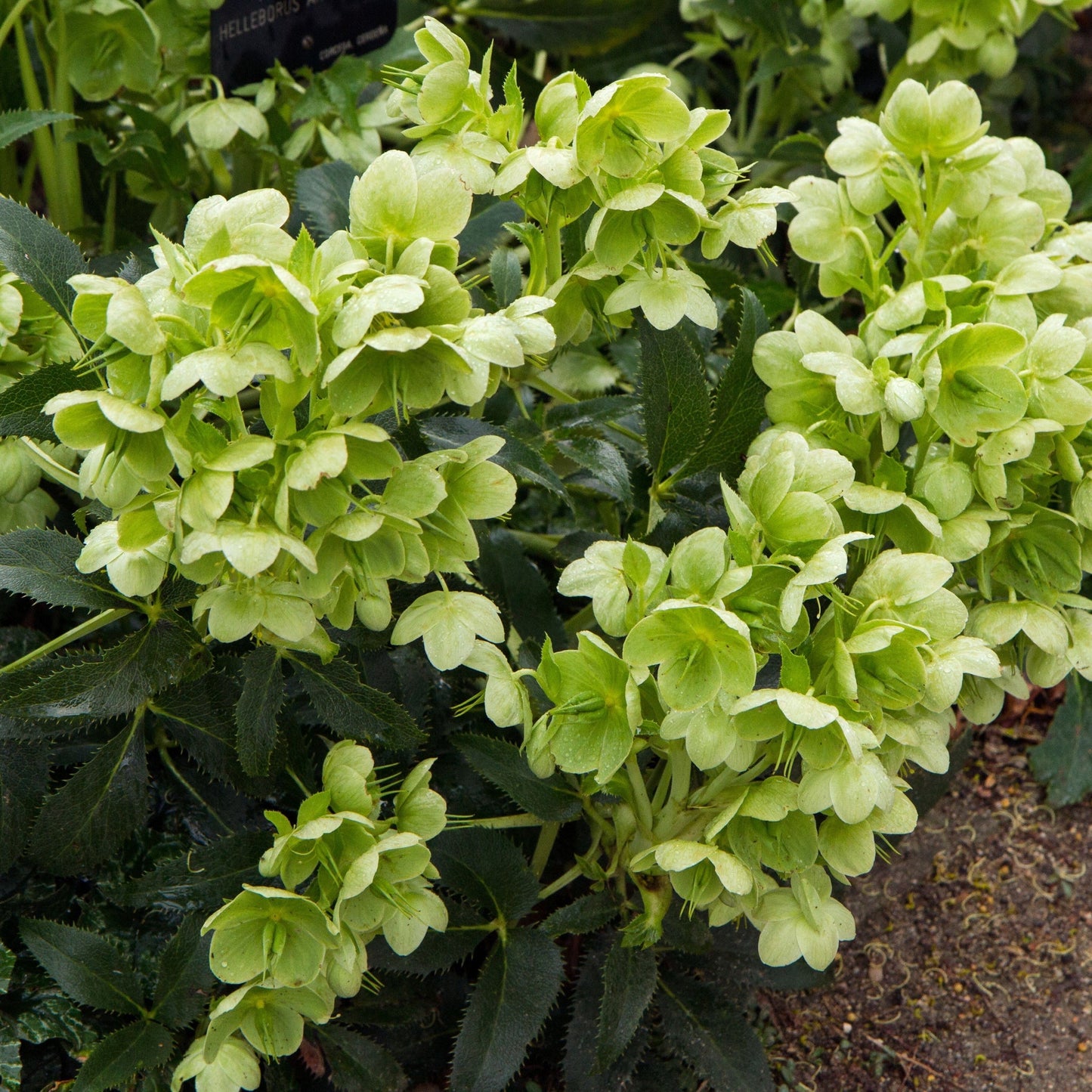 Hellebore argutifolius 9cm
