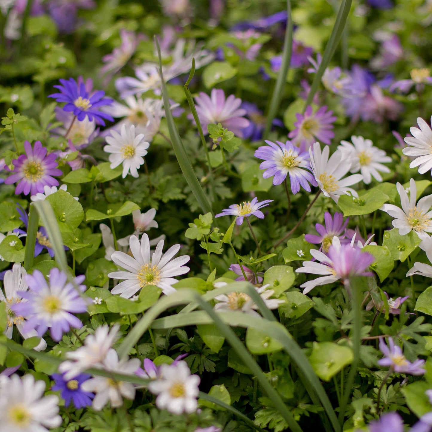 Anemone Blanda Mixed (15 Bulbs)