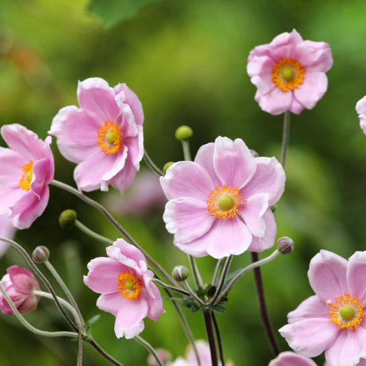 Anemone hupehensis 'Rose Shades' 9cm - Japenese Anemone