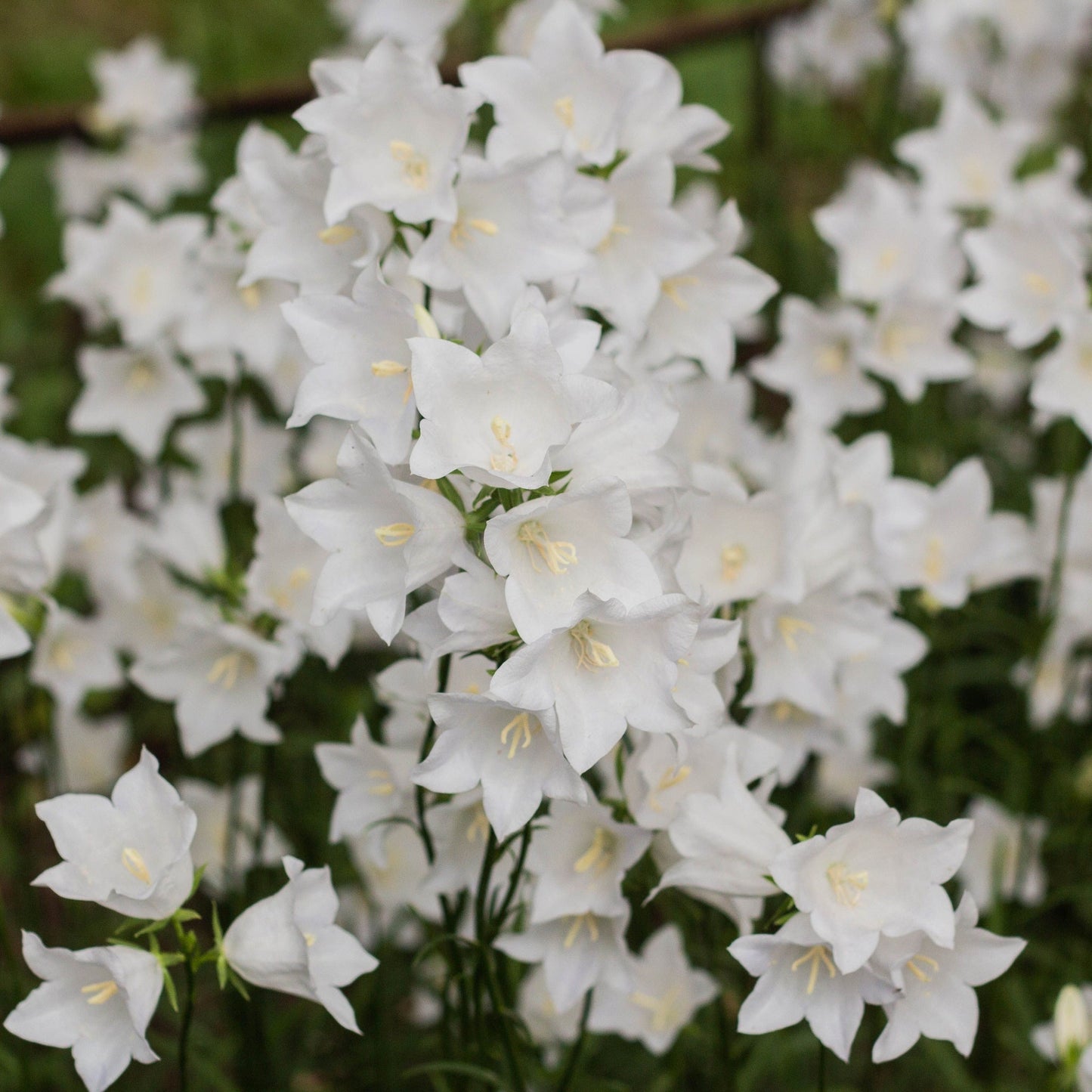 Campanula perscifolia White 9cm/2L