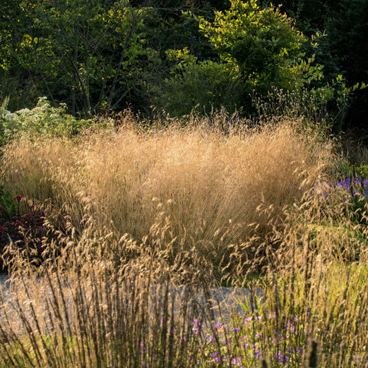 Deschampsia 'Goldtau' 2L