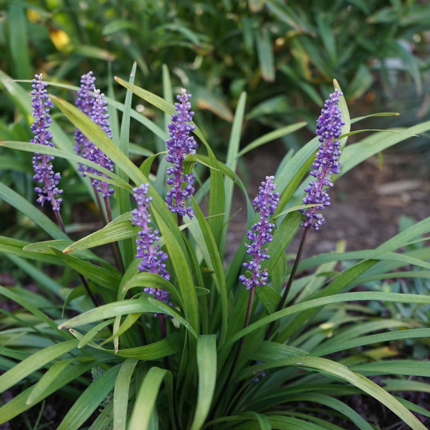 Liriope muscari 'MoneyMaker' 1L