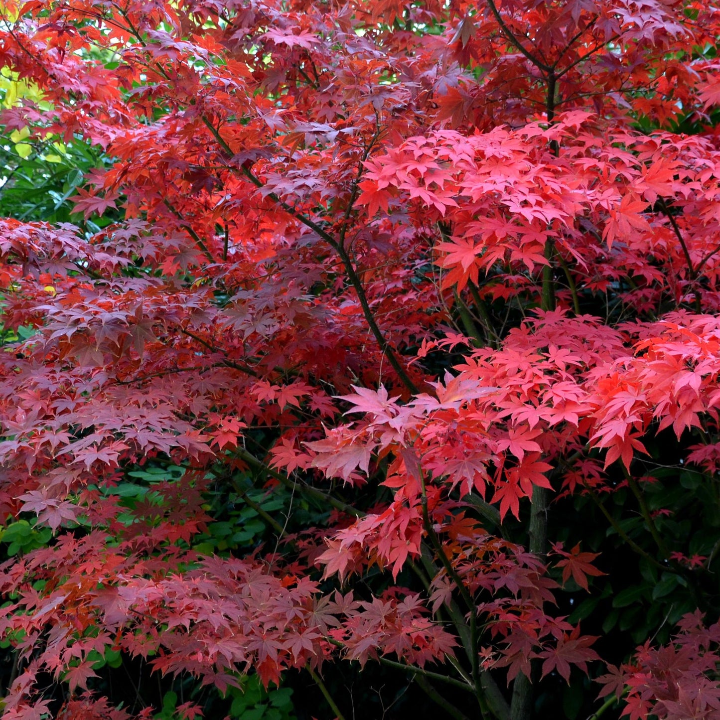 Acer palmatum 'Bloodgood' 35L 175cm