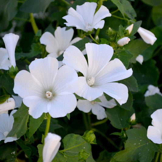 Lavatera 'Marshmallow Ice White' 9cm (PRE ORDER WEEK 30 2025)