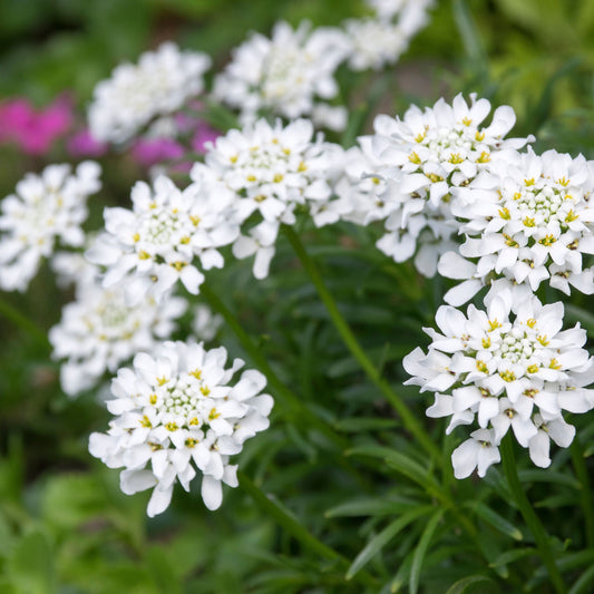 Iberis sempervirens 'Fishbeck' (Young Perennial)