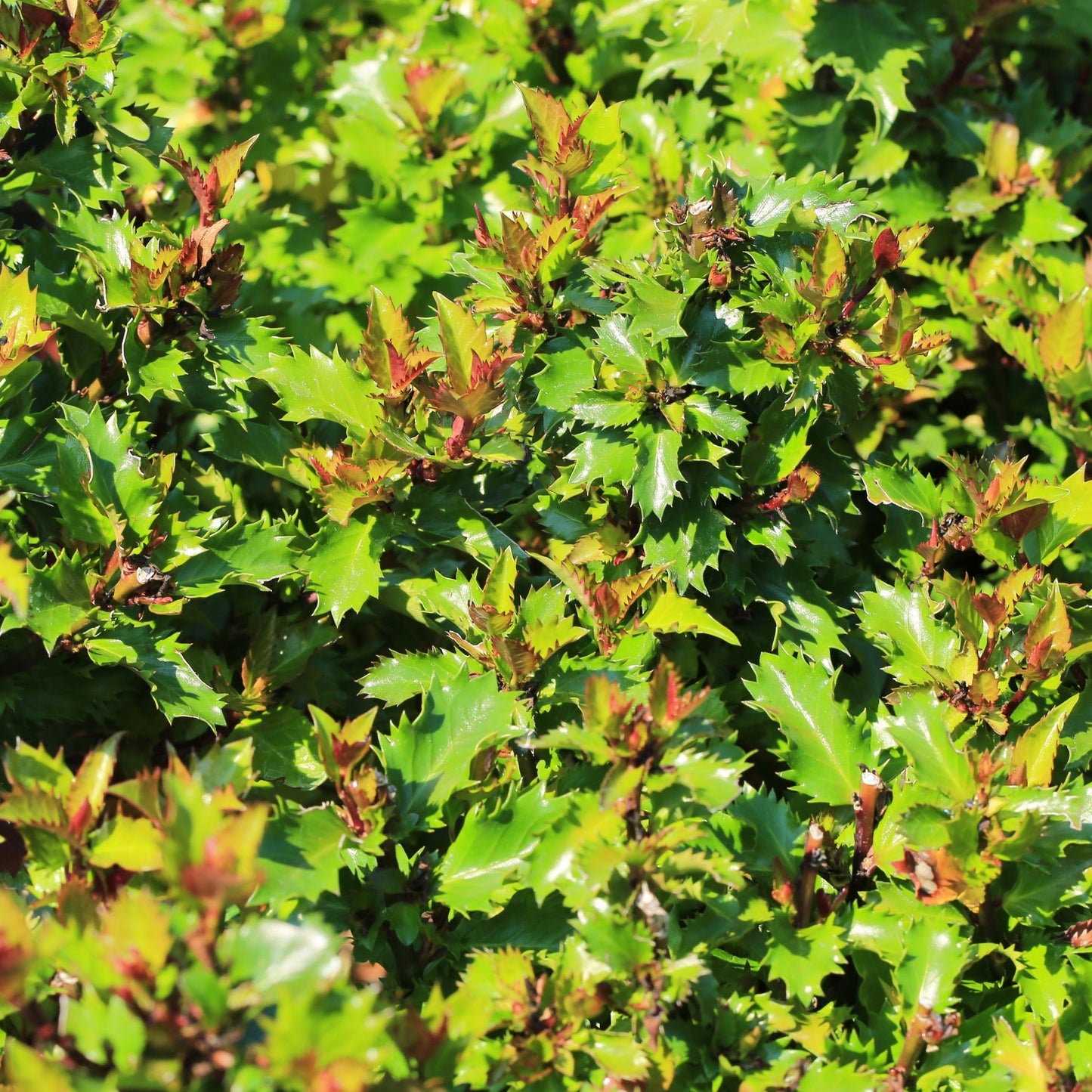 Ilex meserveae 'Little Rascal' Holly