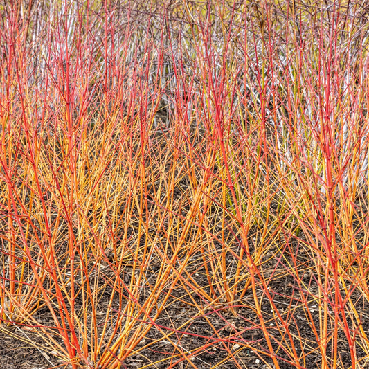 Cornus sanguinea 'Winter Beauty' 2L