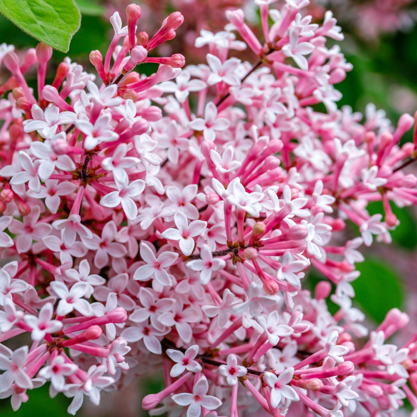 Syringa Meyeri Pink Perfume 3L
