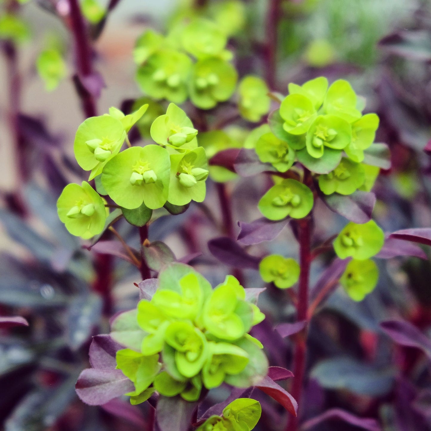 Euphorbia Amygdaloides 'purpurea' 9cm/2L