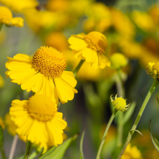 Gaillardia 'Mesa Yellow' 9cm / 2L