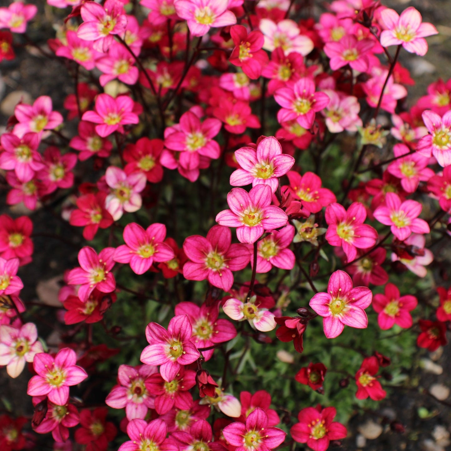 Saxifraga x Arendsii Alpino Deep Rose 1.5L