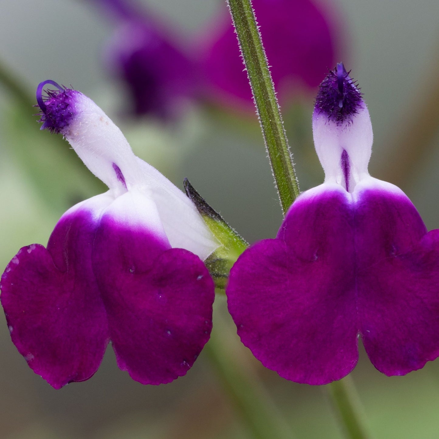 Salvia greggii 'Amethyst Lips' (Young Perennial)