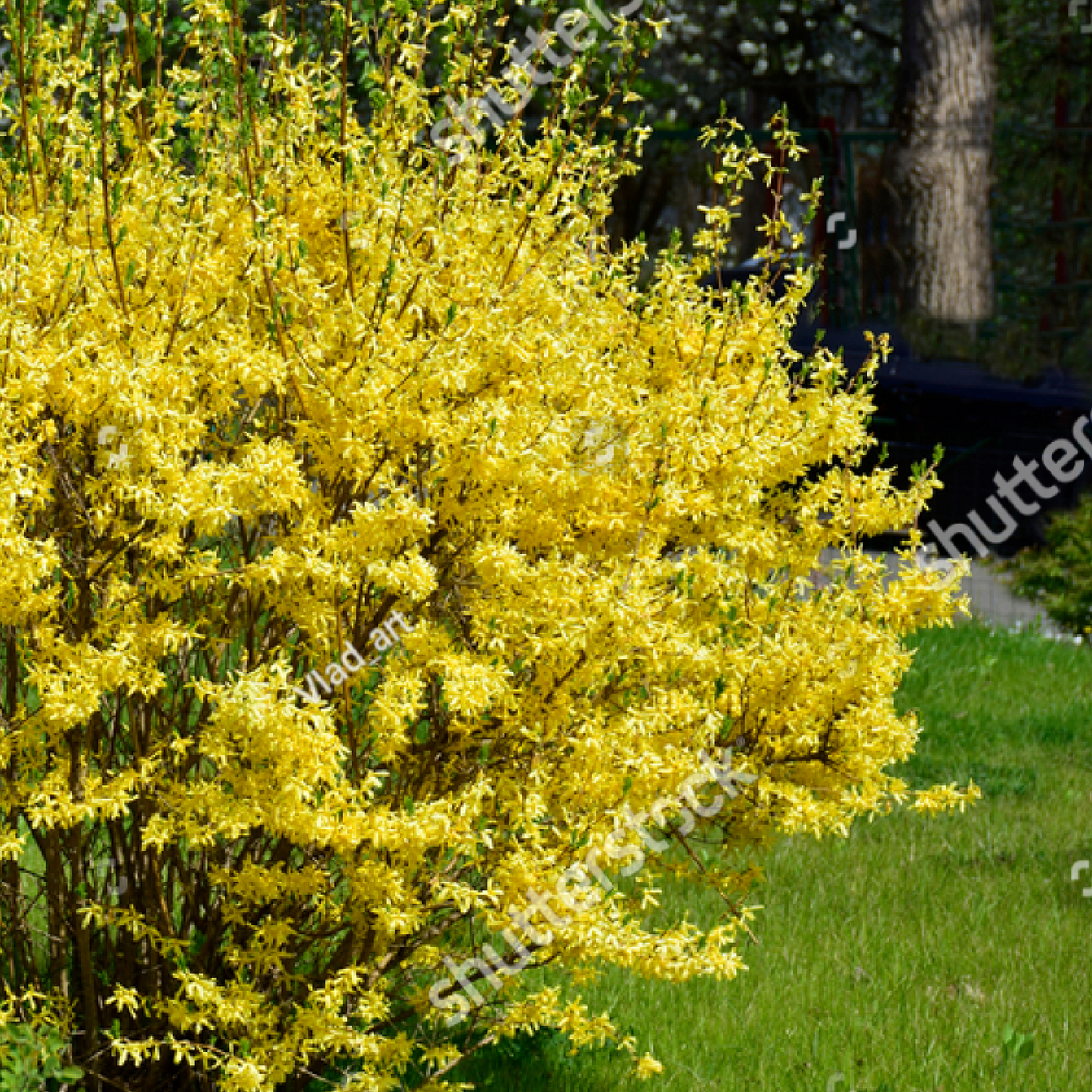Forsythia x intermedia Spectabilis 3L