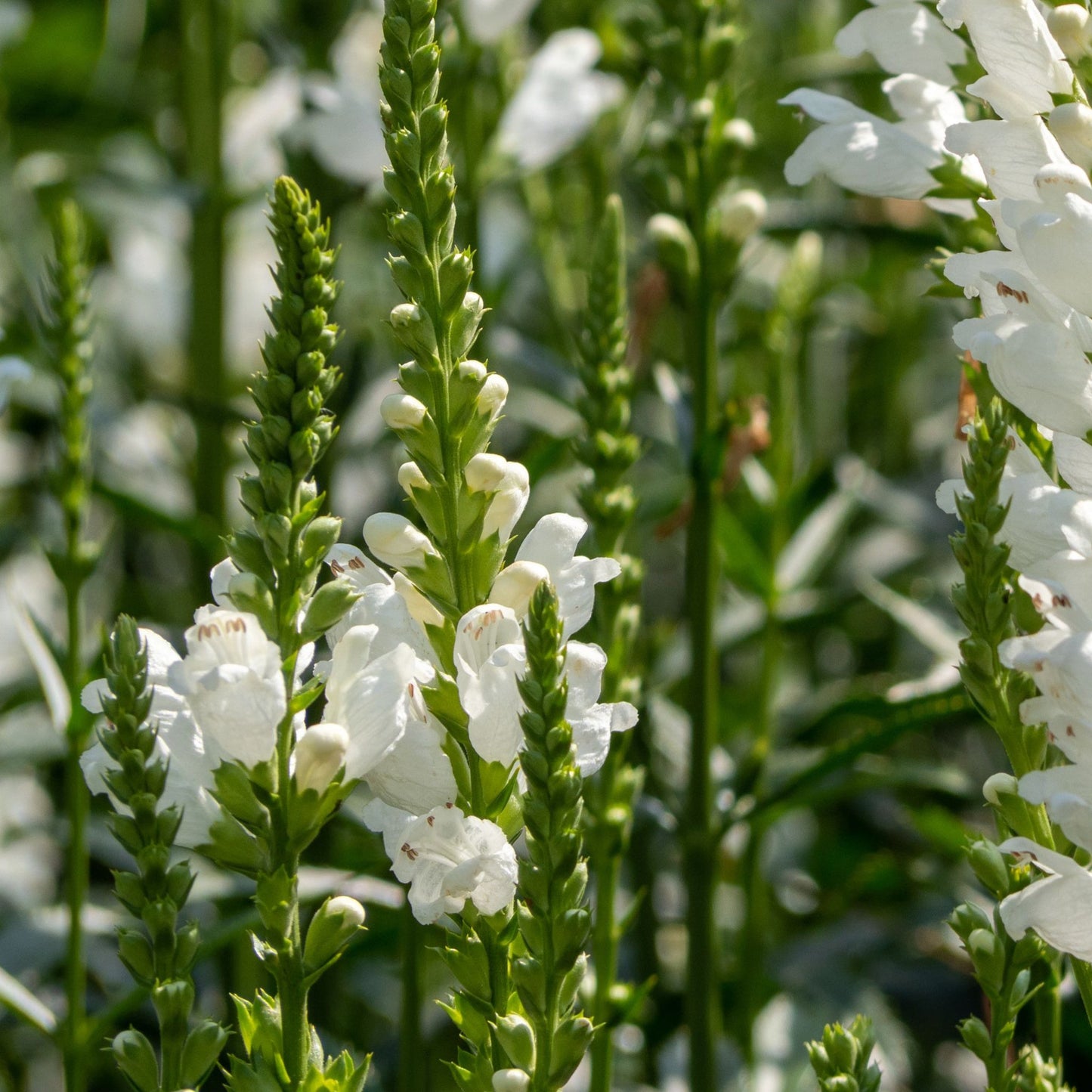 Physostegia Virginia 'Crown of Snow' 9cm