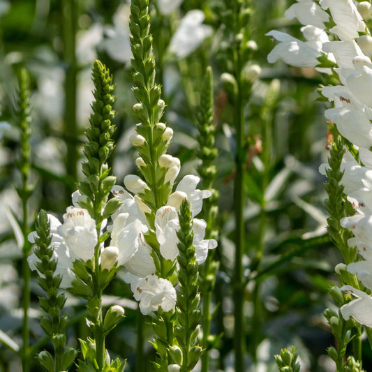 Physostegia Virginia 'Crown of Snow' 9cm