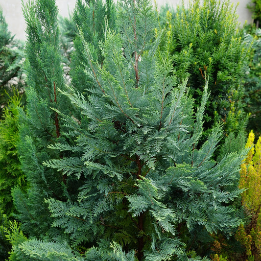 Chamaecyparis lawsoniana 'Van Pelt's Blue' 2L (50-60cm inc. pot)