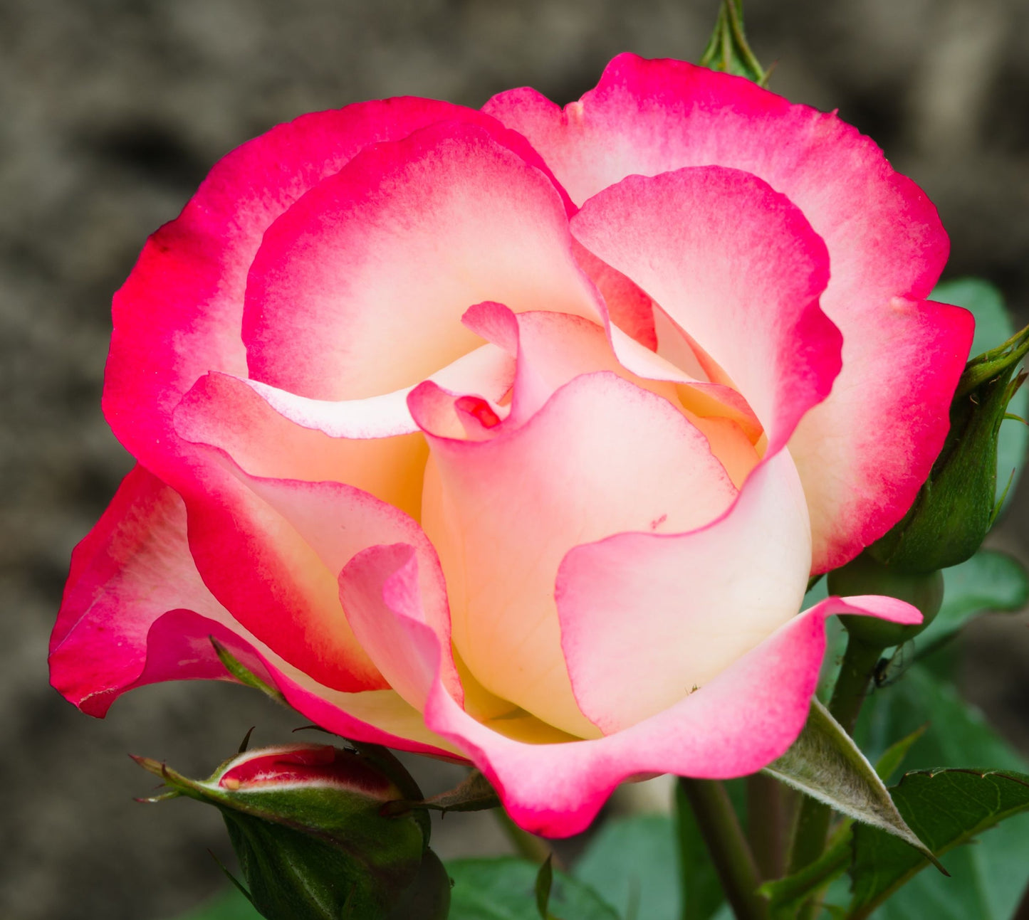 Rose Birthday Girl ‘Meilasso’ | Floribunda Rose | 4L Potted Rose (PRE ORDER DECEMBER '25)