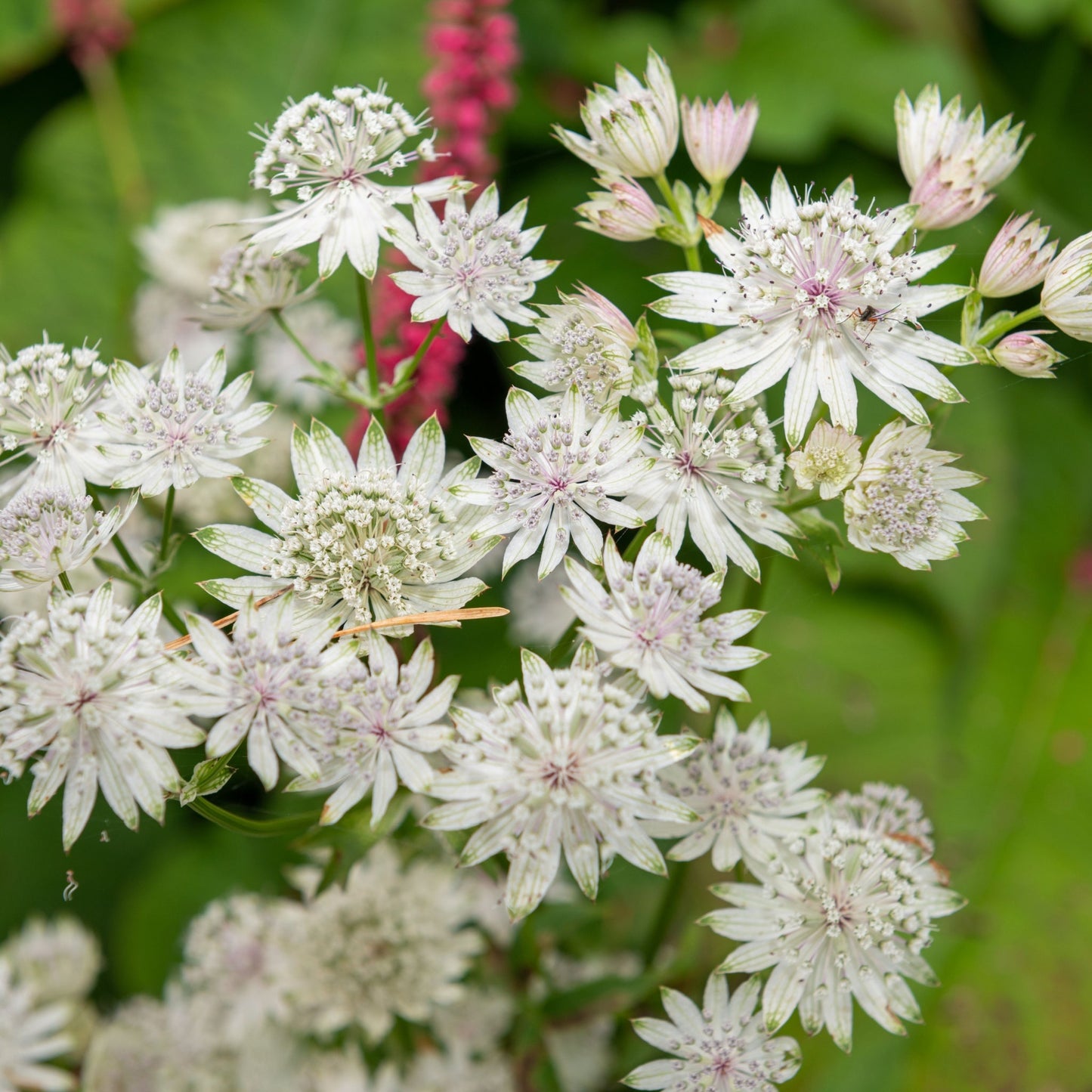 Astrantia 'Star of Billion' 2L