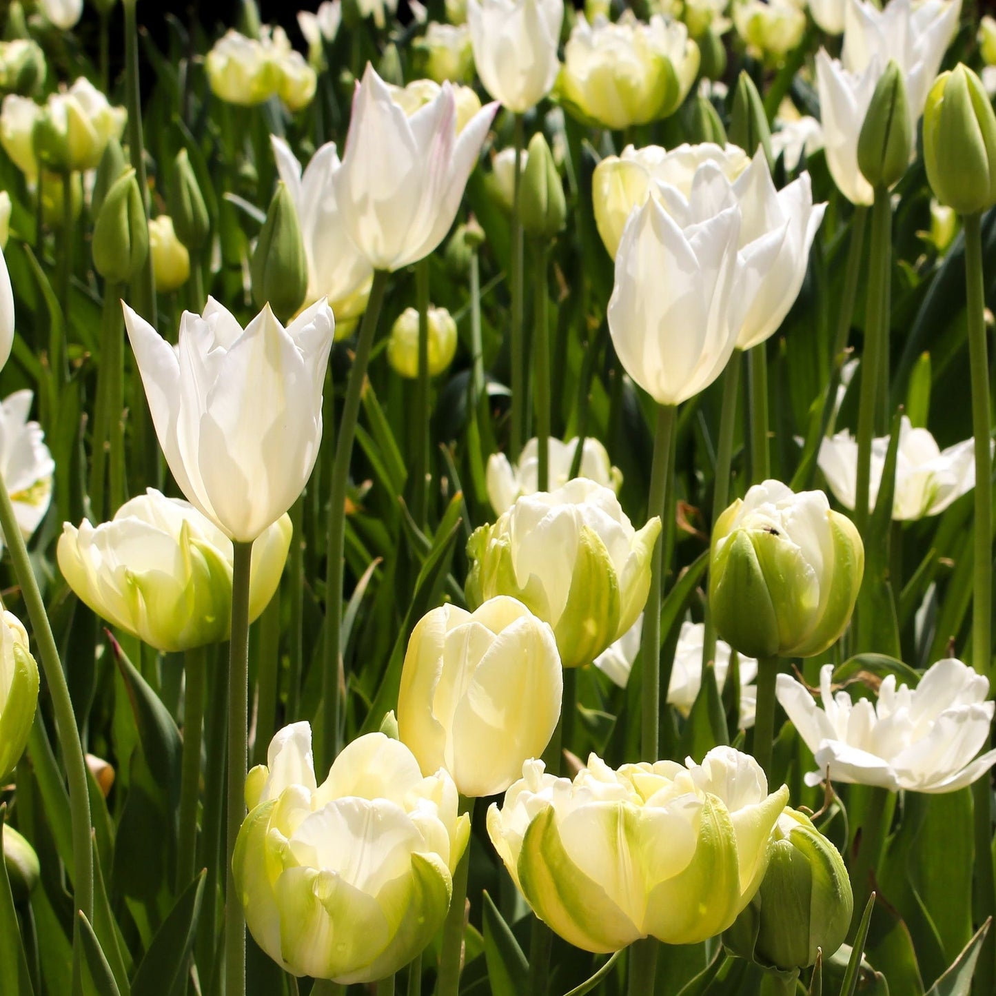 Tulip 'Purissima' (4 Bulbs)