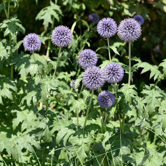 Echinops ritro 9cm