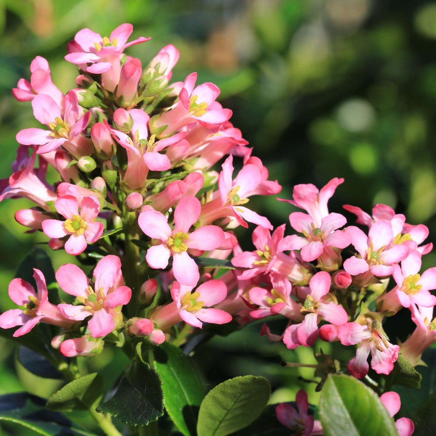 Escallonia 'Pink Elle' 9cm