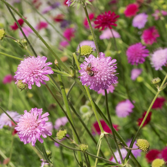 Knautia macedonica 'Melton Pastels'