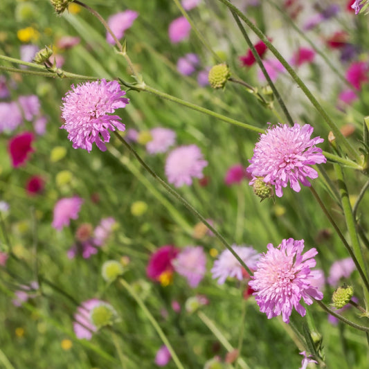 Knautia macedonica 'Melton Pastels'