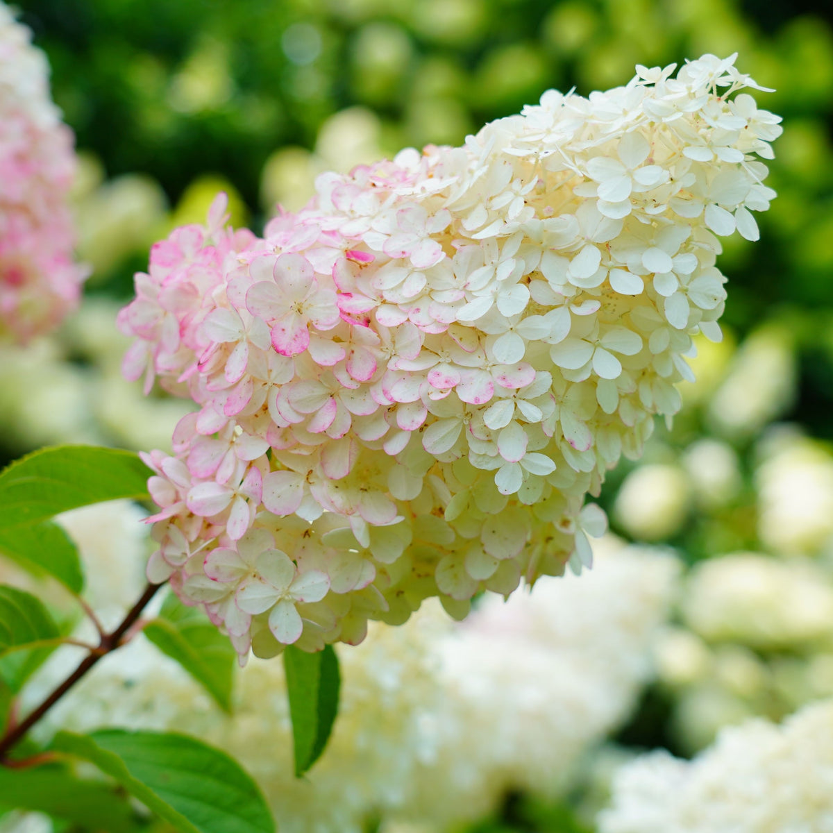 Hydrangea paniculata 'Pink Lady' 1L / 1.5L