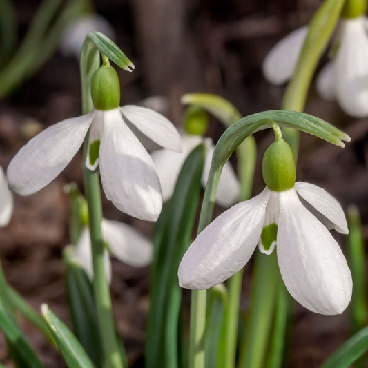 Snowdrops (7 Bulbs)