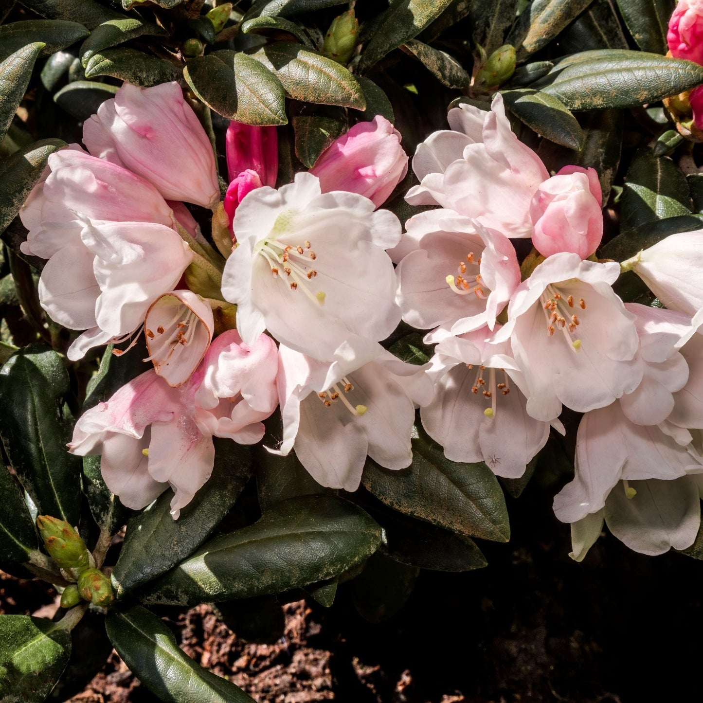 Rhododendron yakushimanum 'Dreamland' 3L