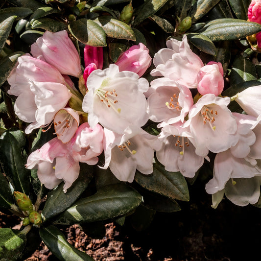 Rhododendron yakushimanum 'Dreamland' 3L