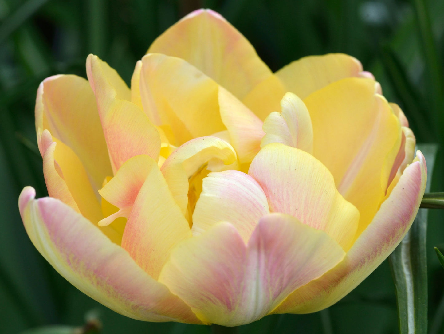 Tulip 'Upstar' (4 Bulbs)