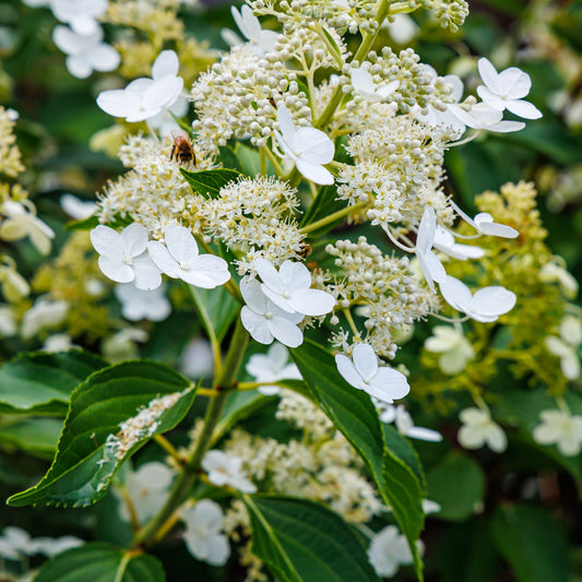 Hydrangea paniculata 'Kyushu' 9cm/2/9.5L